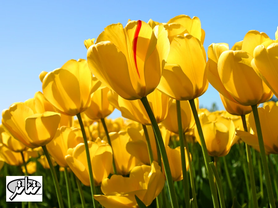 Tulips